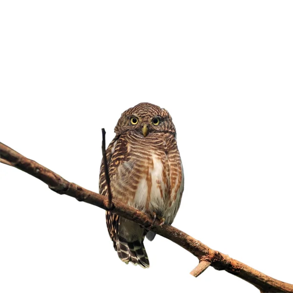 아시아 막대 owlet — 스톡 사진