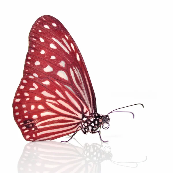 Rode vlinder — Stockfoto