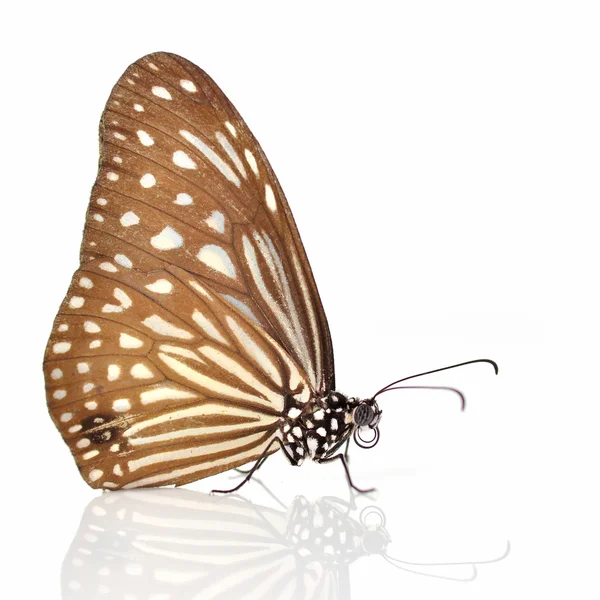 Beautiful butterfly — Stock Photo, Image