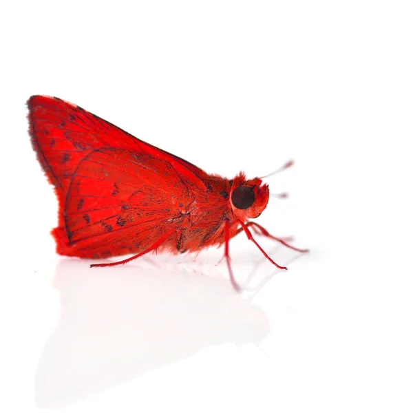 Червоний метелик — стокове фото