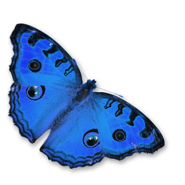 青い蝶 — ストック写真