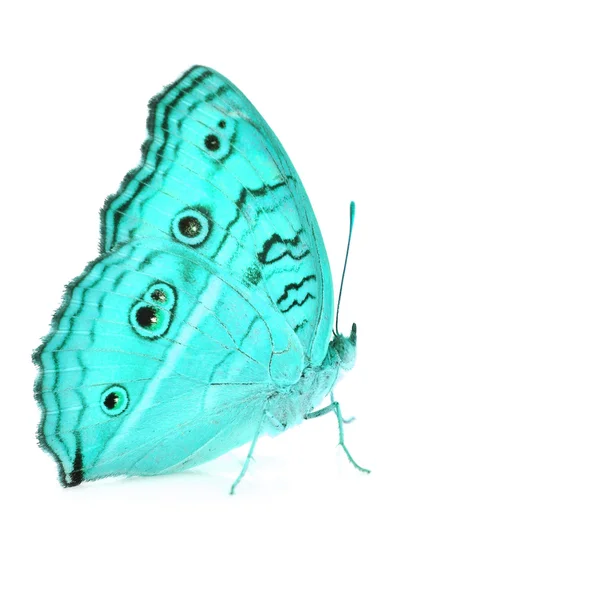 Hermosa mariposa — Foto de Stock