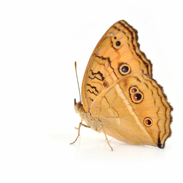 Beautiful butterfly — Stock Photo, Image