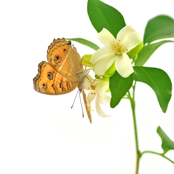 Beautiful butterfly and white flower — Stock Photo, Image