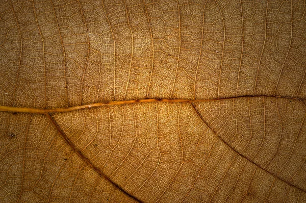 Dry leaf — Stock Photo, Image