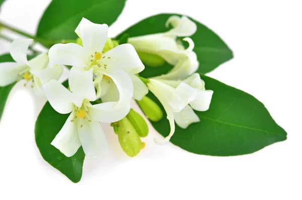 White flower — Stock Photo, Image