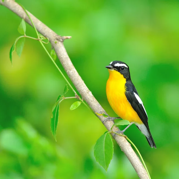 Žlutá zpěvavý flycatcher pták — Stock fotografie
