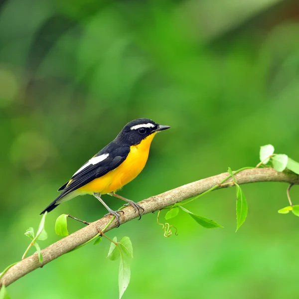 Gul-rumped flugsnappare fågel — Stockfoto