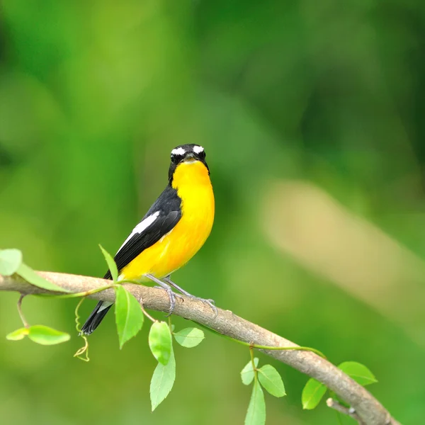 Žlutá zpěvavý flycatcher pták — Stock fotografie