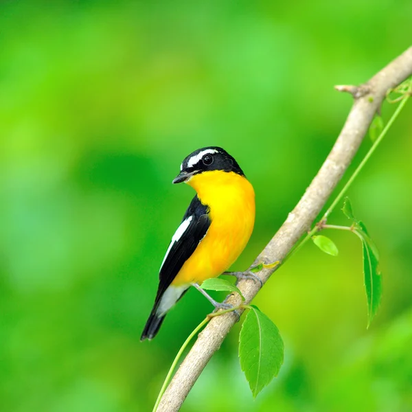 Žlutá zpěvavý flycatcher pták — Stock fotografie