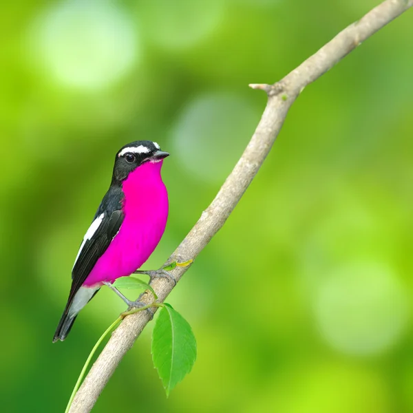 Bunter Vogel — Stockfoto