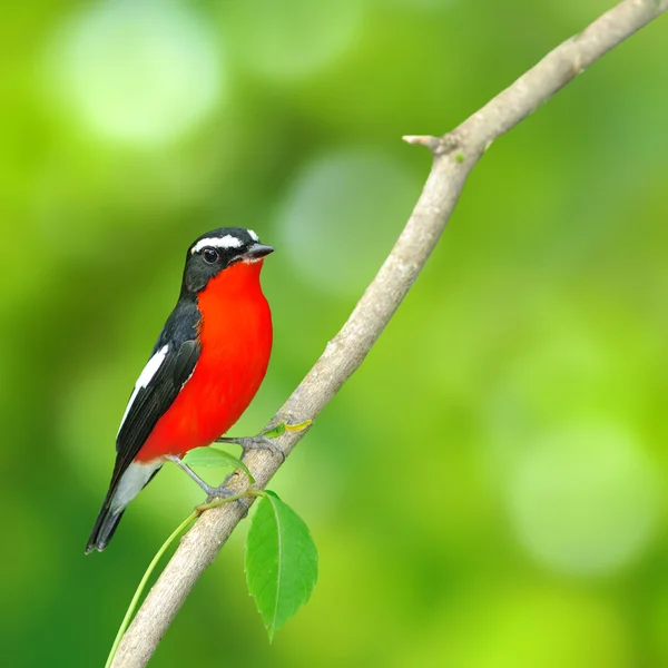 Bunter Vogel — Stockfoto