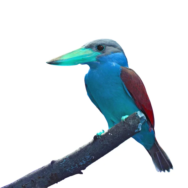 Stork-billed Kingfisher — Stock Photo, Image