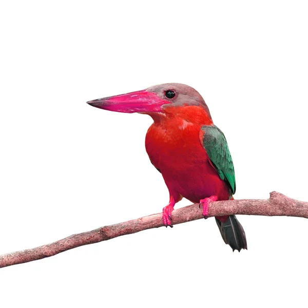 Belo kingfisher — Fotografia de Stock