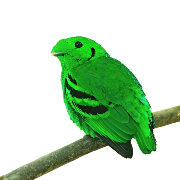 Eurylaimidae verde — Foto de Stock