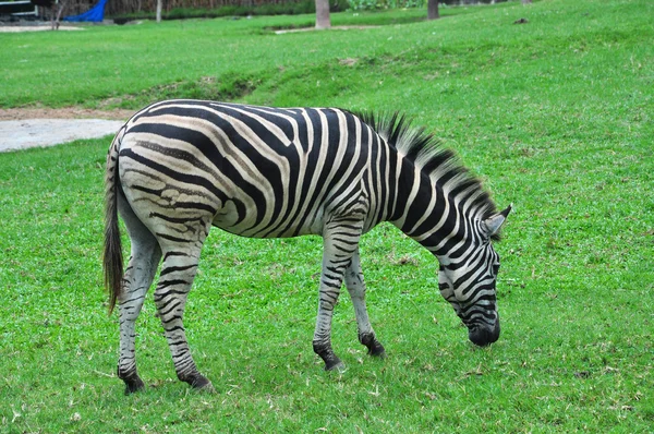 Why do okapi have long tongues images libres de droit, photos de Why do