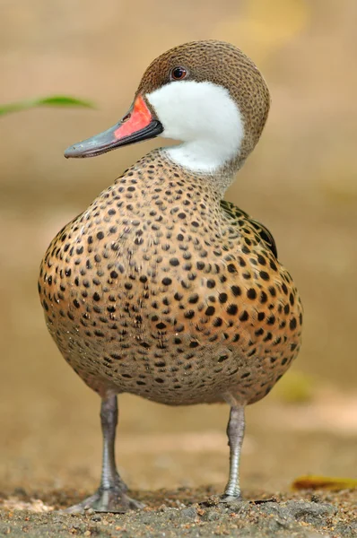 Beautiful Duck — Stock Photo, Image