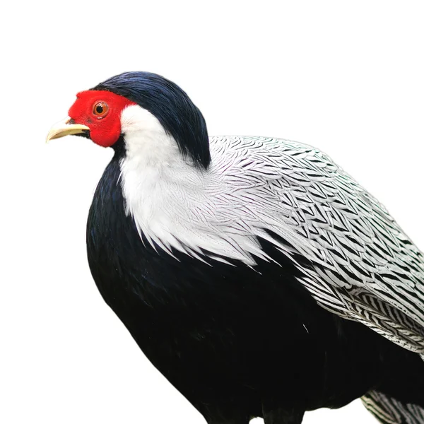 Silver Pheasant — Stock Photo, Image