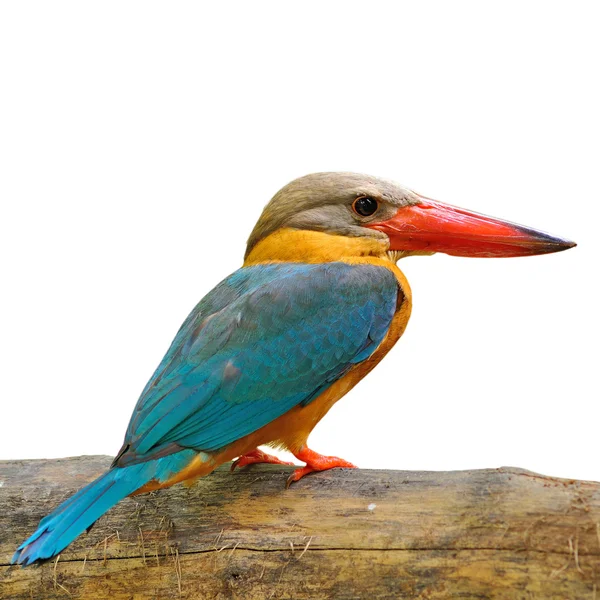 Leylek gagalı kingfisher — Stok fotoğraf