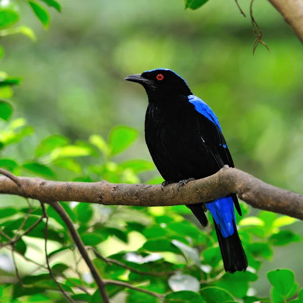 Bluebird ázsiai tündér — Stock Fotó