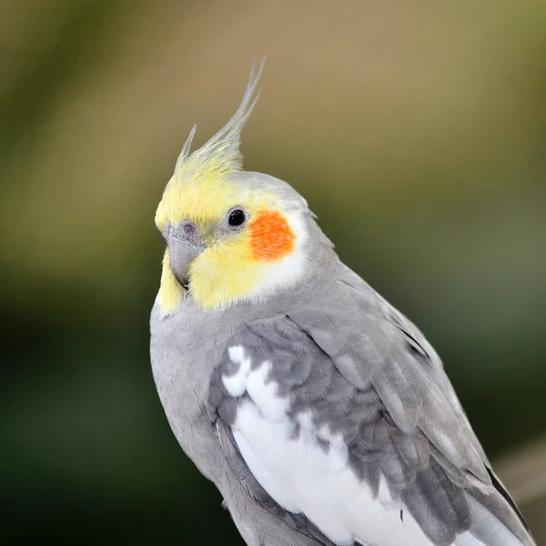 아름 다운 cockatiel — 스톡 사진