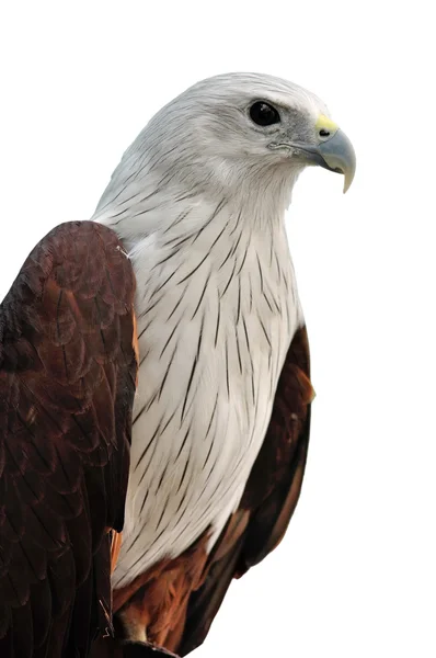 Brahminykite - Stock-foto