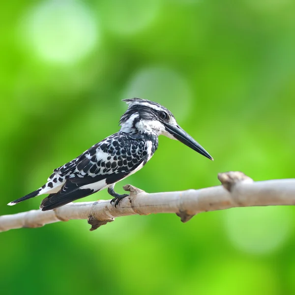 Pied Kingfisher — Stock Photo, Image