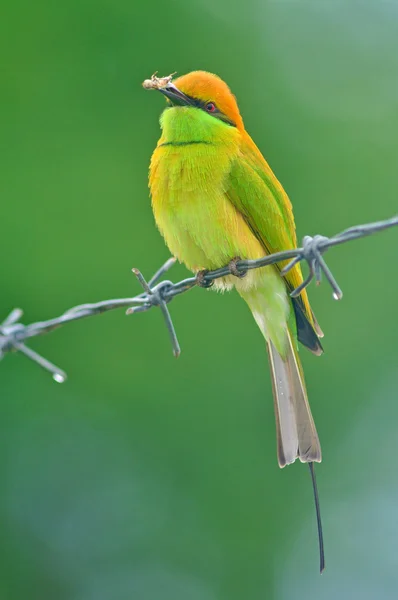 Zelené bee-eater pták — Stock fotografie