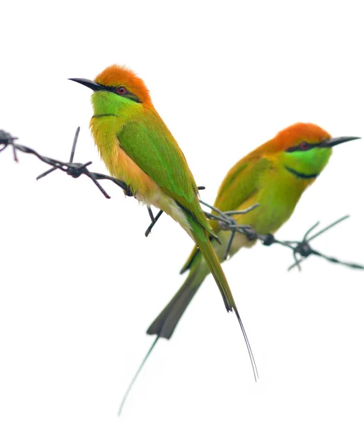 Zelené bee-eater pták — Stock fotografie