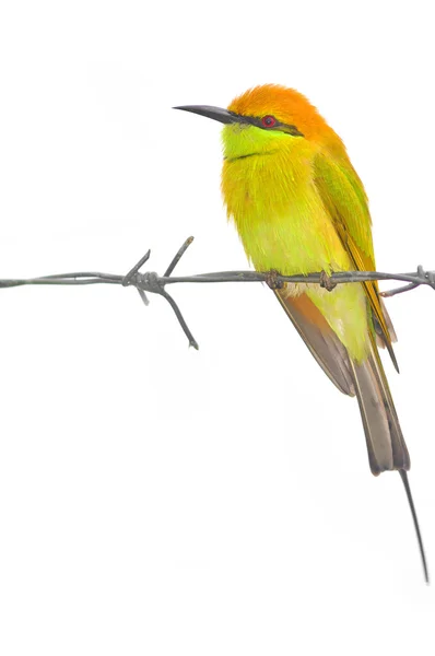 绿色食蜂鸟鸟 — 图库照片