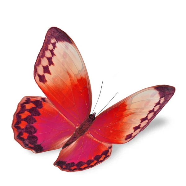 Red butterfly — Stock Photo, Image