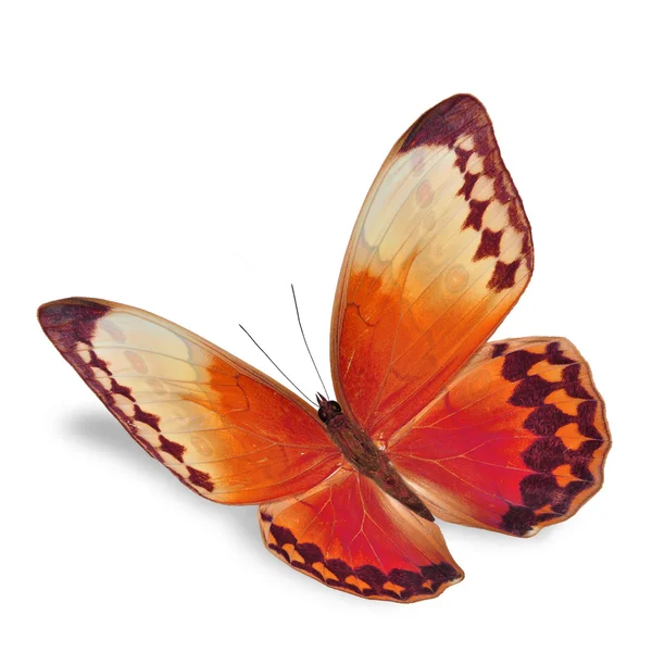 Orangenschmetterling — Stockfoto