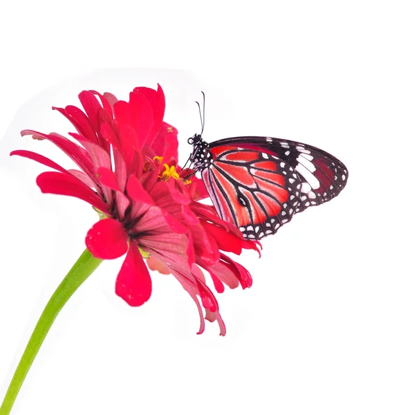 Mariposa roja — Foto de Stock