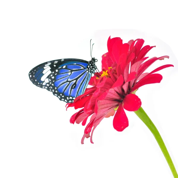 Blauer Schmetterling — Stockfoto