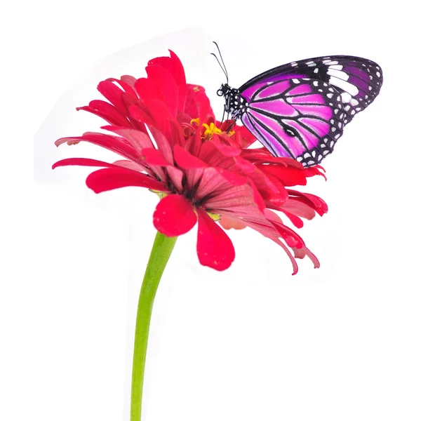 Pink butterfly — Stock Photo, Image