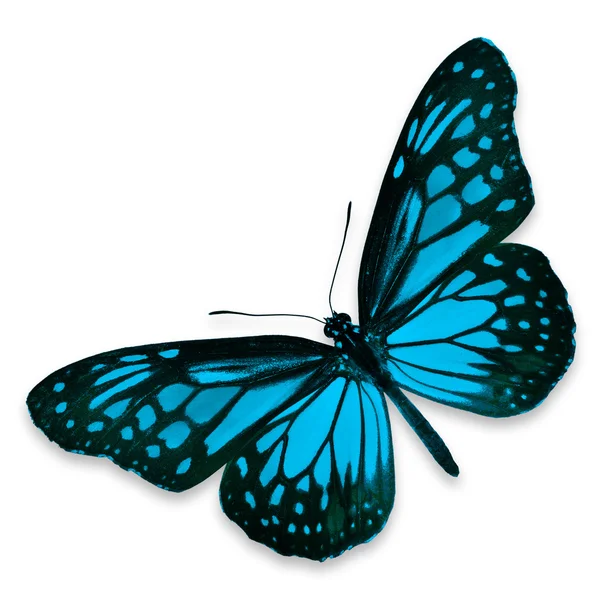 Mariposa azul — Foto de Stock