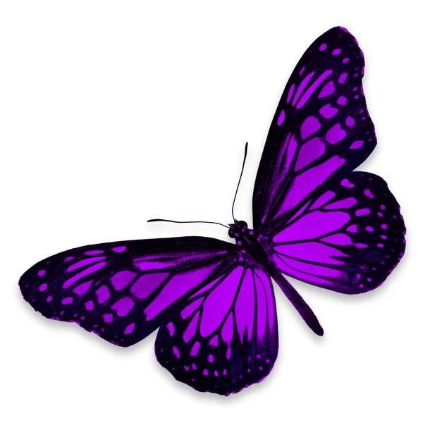 Purple butterfly — Stock Photo, Image