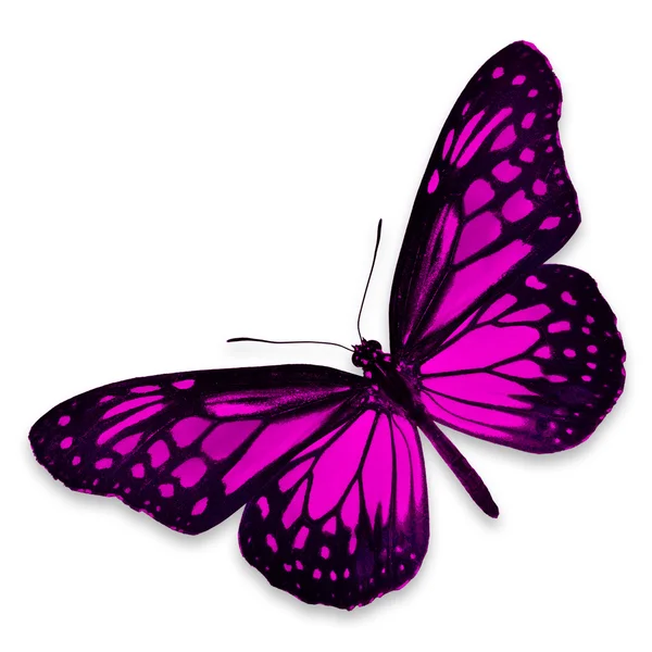 핑크 나비 — 스톡 사진