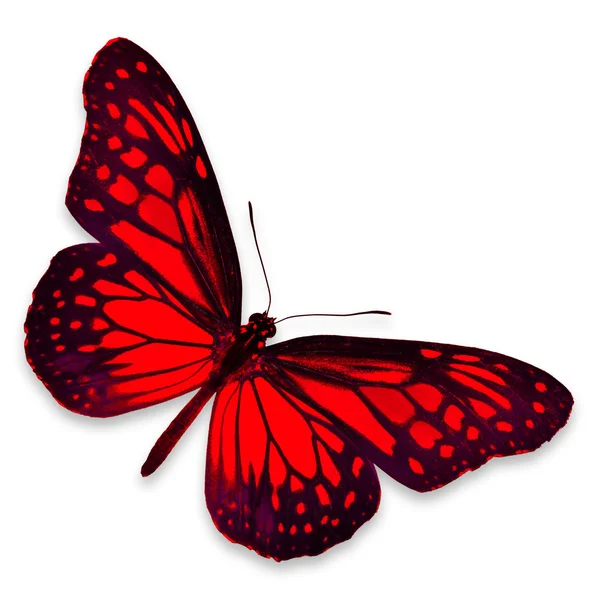 Rode vlinder — Stockfoto