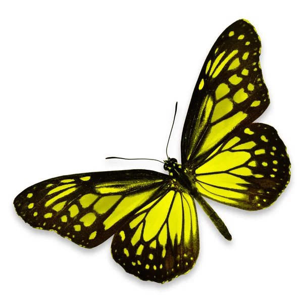 Yellow butterfly — Stock Photo, Image