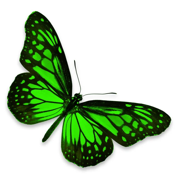 Papillon vert — Photo