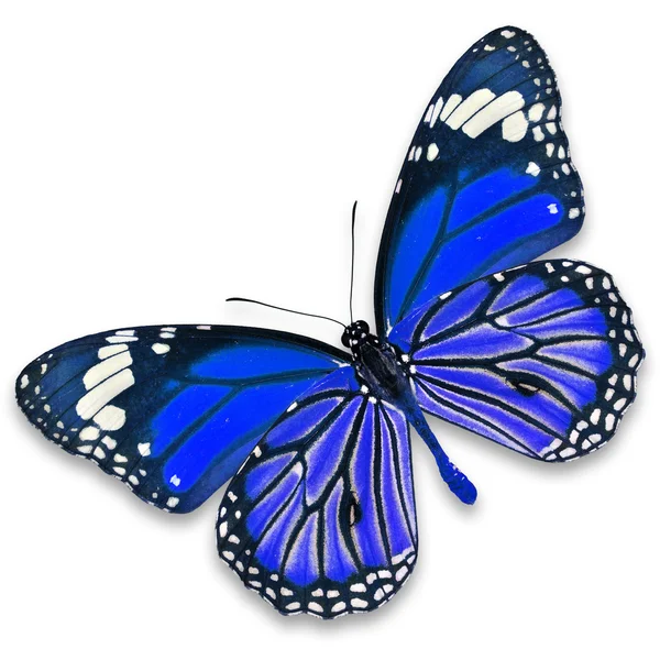 Blue Butterfly — Stock Photo, Image