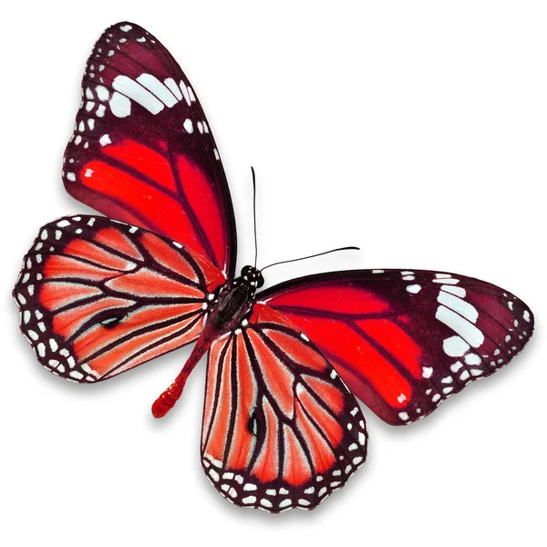 Red Butterfly — Stock Photo, Image