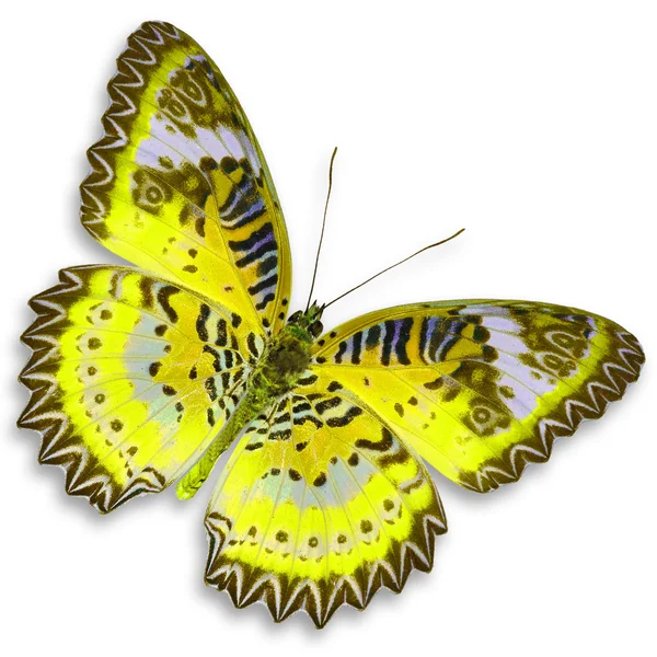 Mariposa amarilla — Foto de Stock