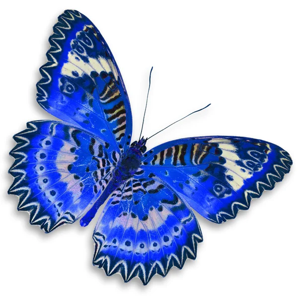 Farfalla blu — Foto Stock