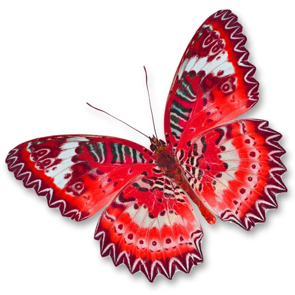 Roter Schmetterling — Stockfoto