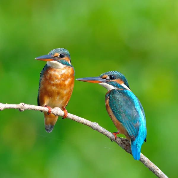 Kingfisher comun — Fotografie, imagine de stoc