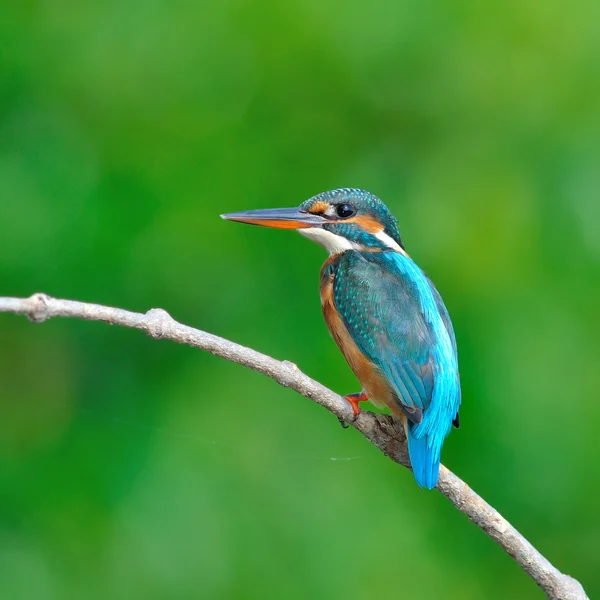 Eisvogel — Stockfoto