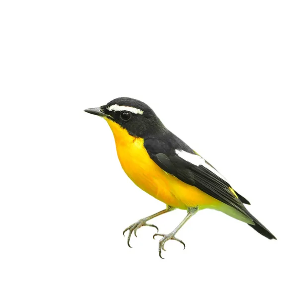 Žlutá zpěvavý flycatcher — Stock fotografie