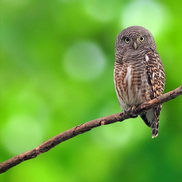 Asiatico barred gufo — Foto Stock